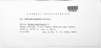 Ustilago bullata image